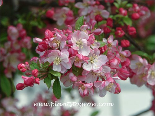 Coral Burst Ornamental Crabapple 
(May 6)